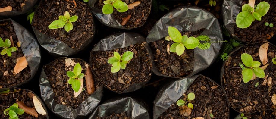 Nutiva Plants.png